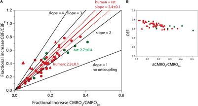 From a Demand-Based to a Supply-Limited Framework of Brain Metabolism